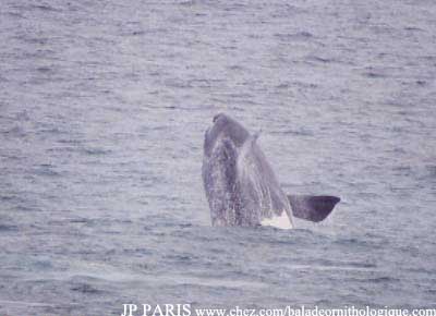 Baleine australe