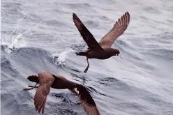 White-chinned Petrel
