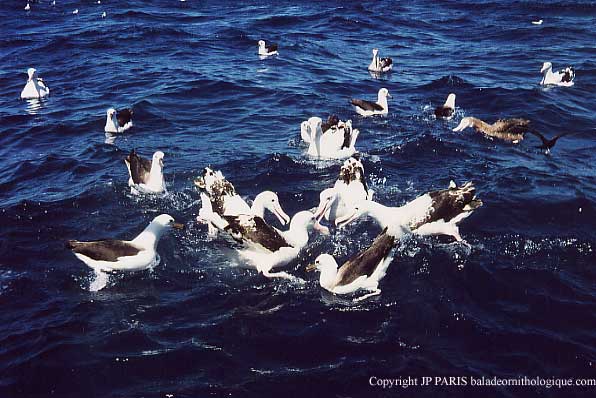 Wollongong pelagic seabirds trip
