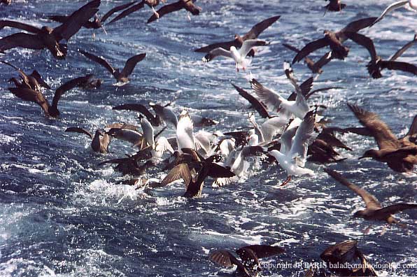 Wollongong pelagic seabirds trip
