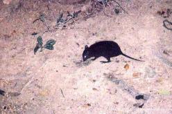 Rat-kangourou musqué