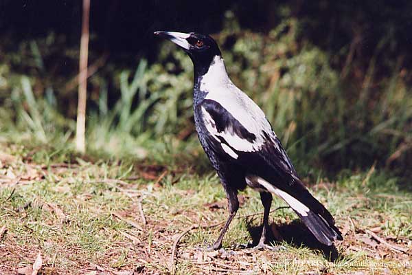 Australasian Magpie