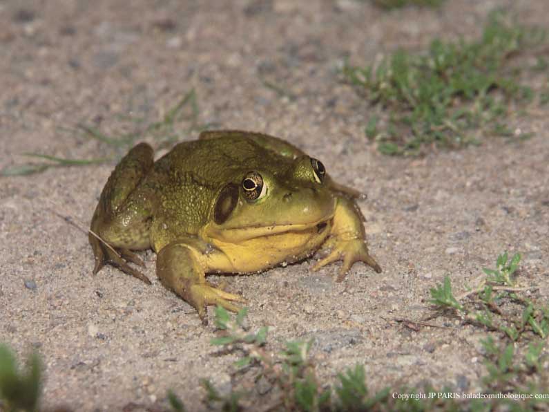 American Frogs and Toads