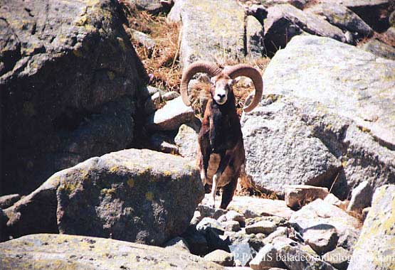 Corsica Mouflon