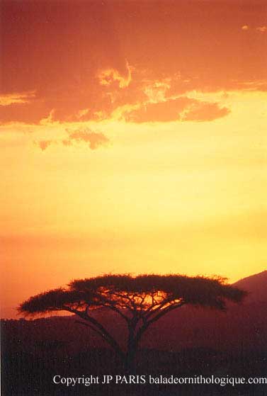 Seronera, Parc National du Serengeti