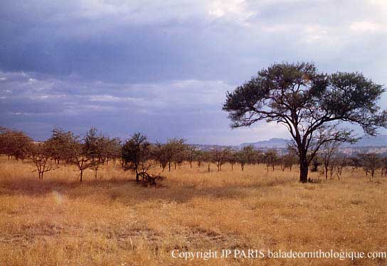 Lobo, Parc National du Serengeti