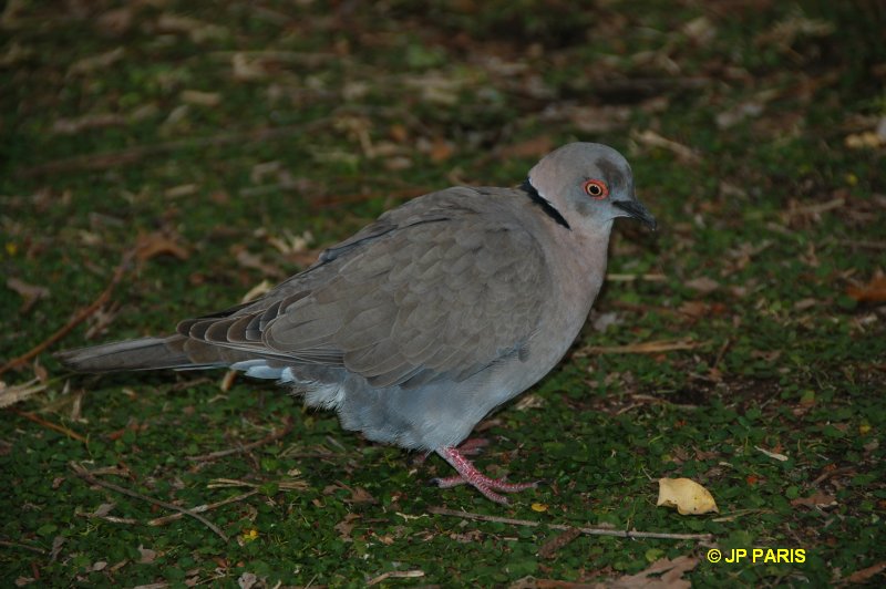 Mourning Collared-Dove