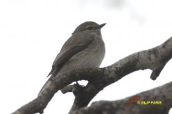 Dusky-brown Flycatcher
