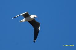 Gray-hooded Gull
