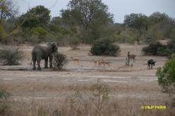 Kruger : Route de Orpen Gate  Skukuza