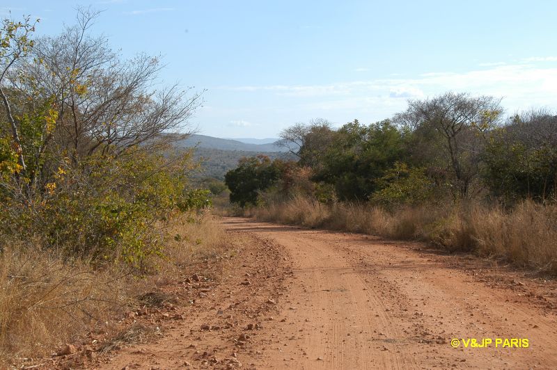 Kruger : Camp de Punda Maria et alantours