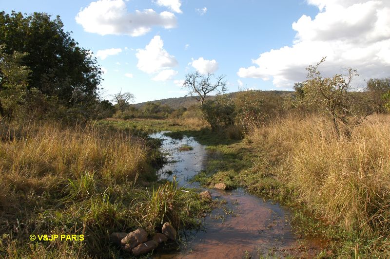 Kruger : Camp de Punda Maria et alantours
