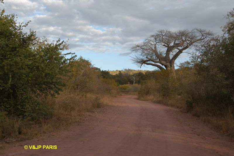 Kruger: Punda Maria Rest Camp and around