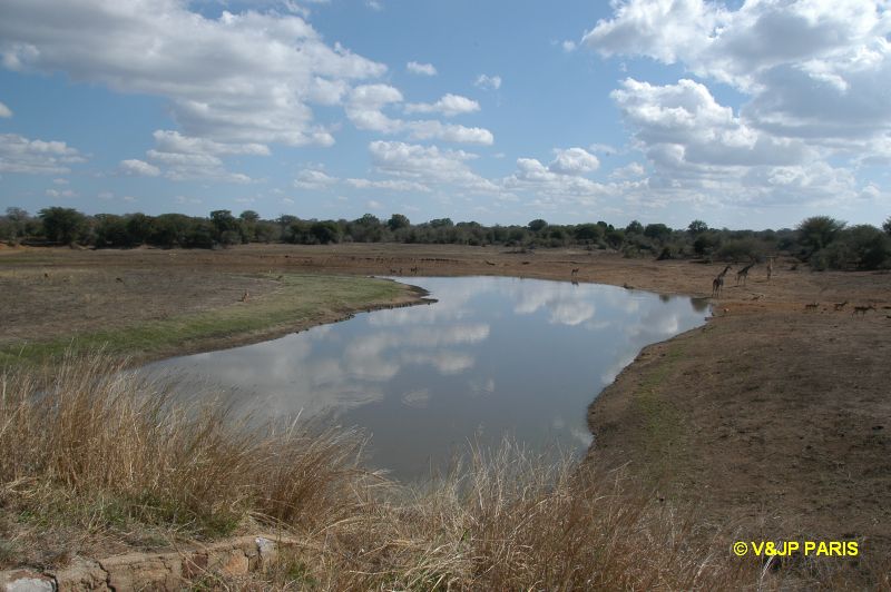 Kruger : Route de Satara  Letaba