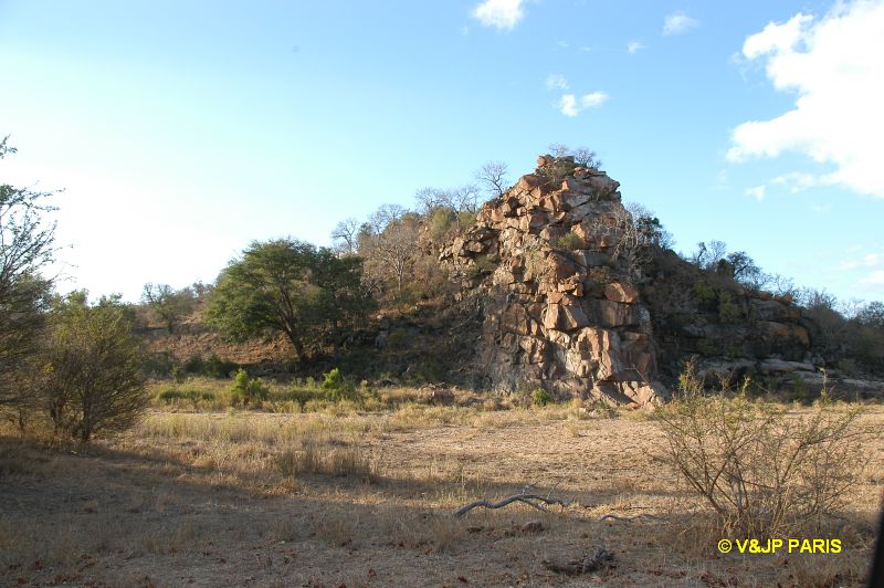 Kruger : Route de Satara  Letaba
