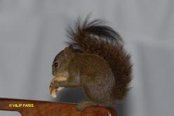 Guianan squirrel