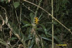 Bromeliace of Brazil