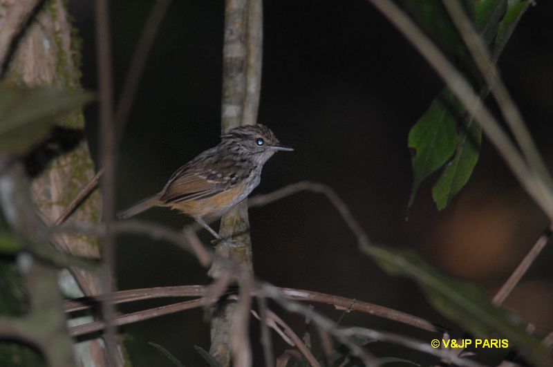 Guianan Warbling-Antbird