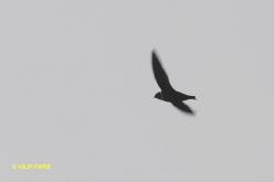 White-collared Swift