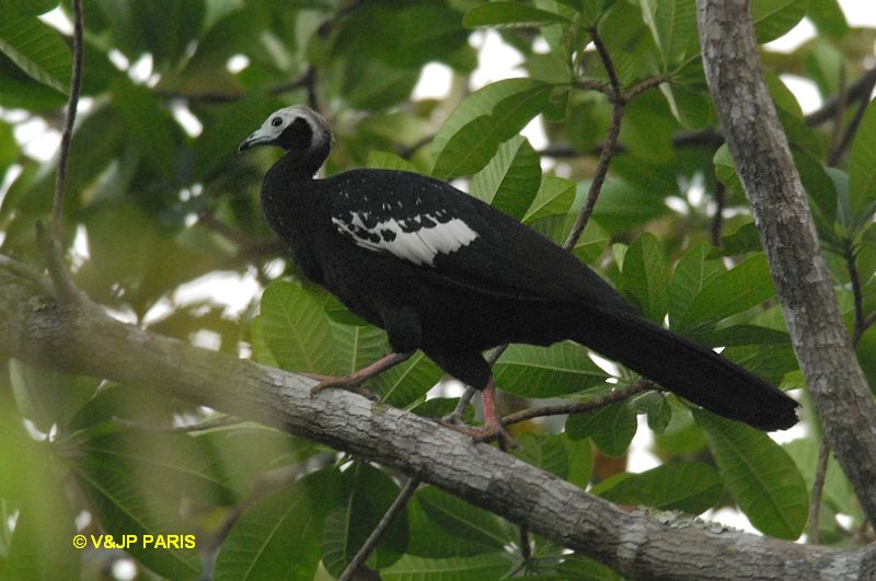 Red-throated Piping-Guan
