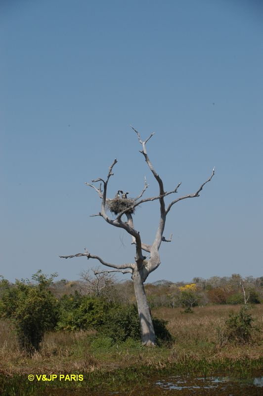 Pantanal, Pouso Alegre