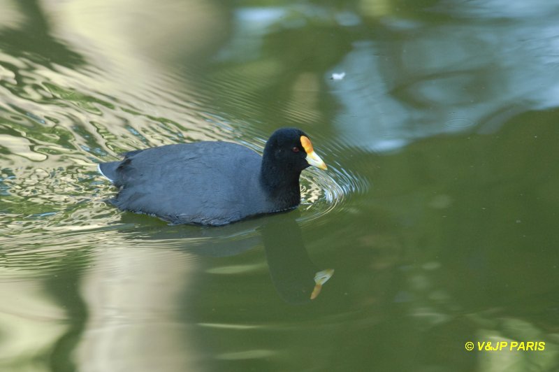 White-winged Coot
