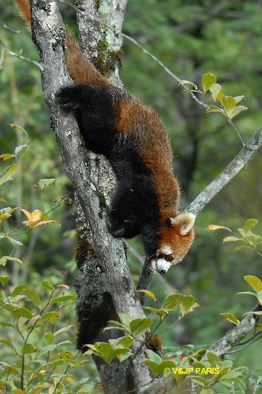 Penda roux, ou encore Petit Panda (Ailurus fulgens)