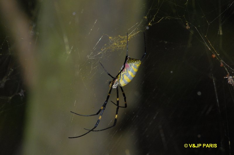 Asian Spider sp