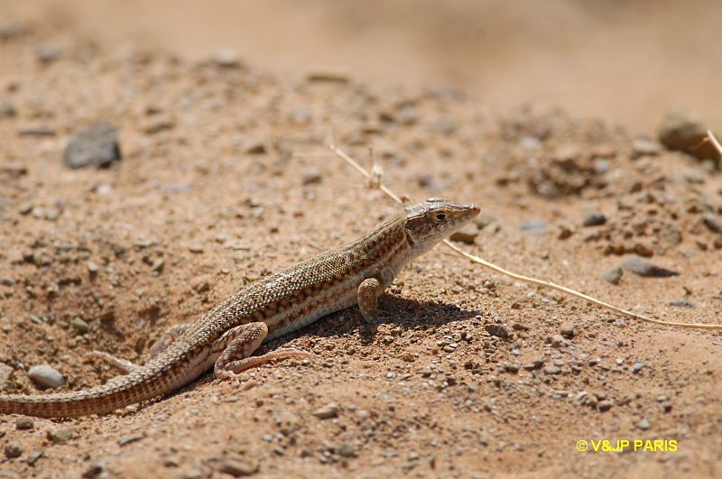 Marocco Lizards