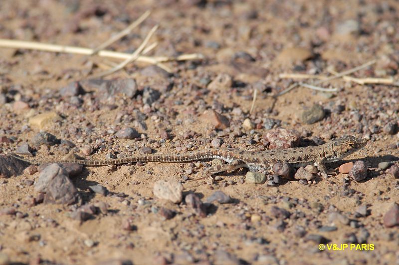 Marocco Lizards