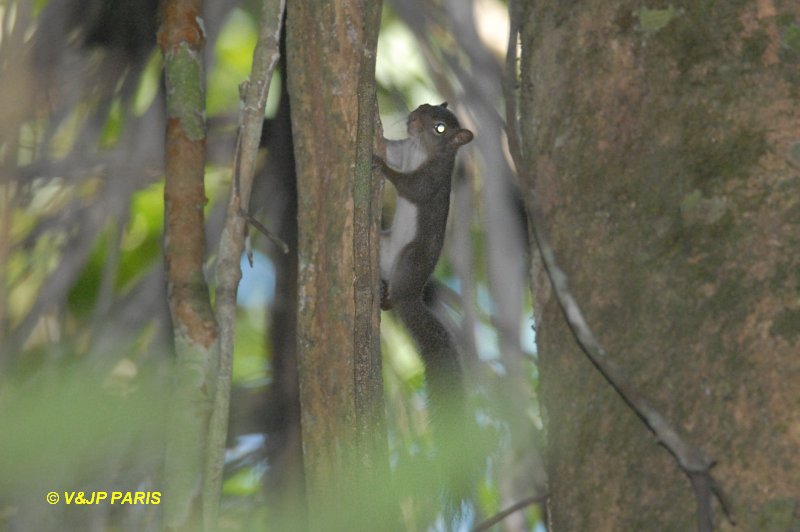 Écureuil roux d'Amazonie