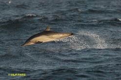 Dusky Dolphin