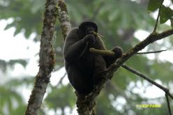 Common Wolly Monkey