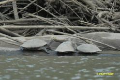Yellow-Spotted River-Turtle