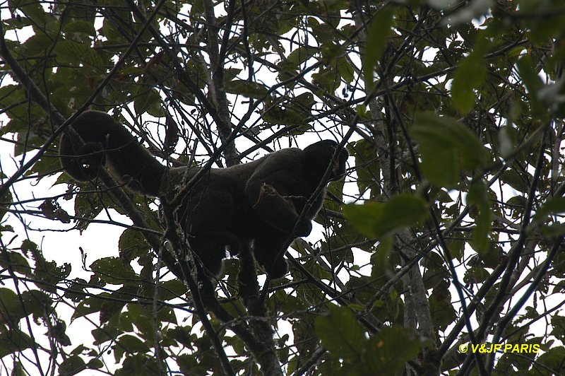 Common Wolly Monkey