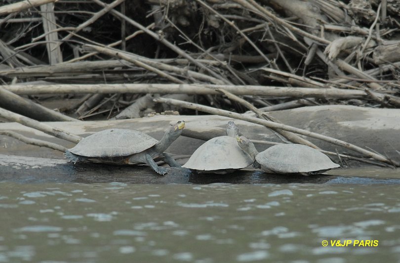 Yellow-Spotted River-Turtle