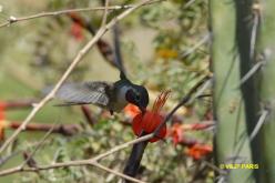 Colibri vesper
