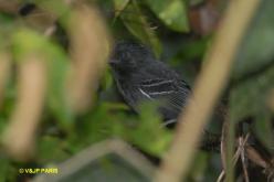White-lined Antbird
