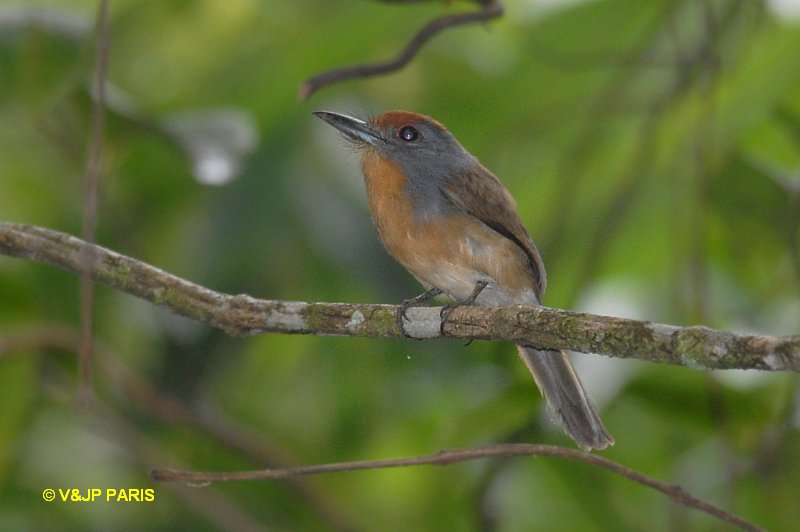 Rufous-capped Nunlet