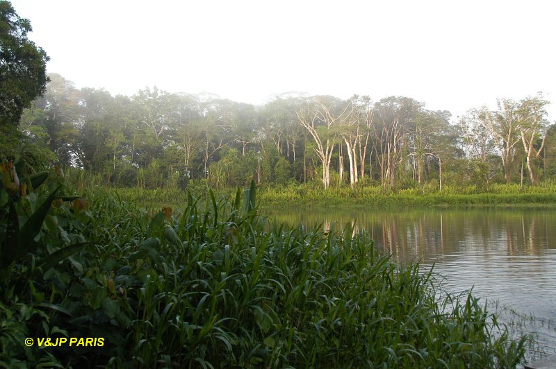 Manu NP, Manu Amazonia Lodge