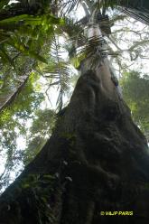 Camungo Tower, Manu NP