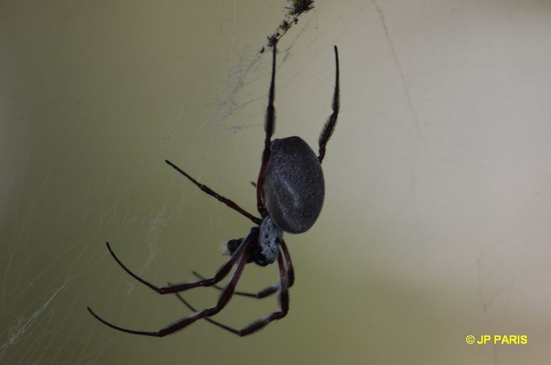 Araignée sp d'Australie