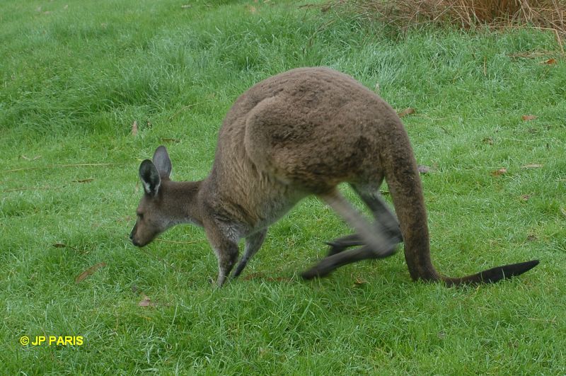 Kangourou gris