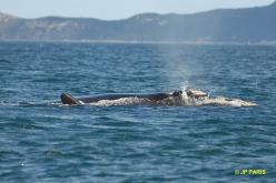 Baleine australe