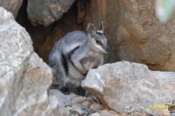 Black-flanked Rock Wallaby