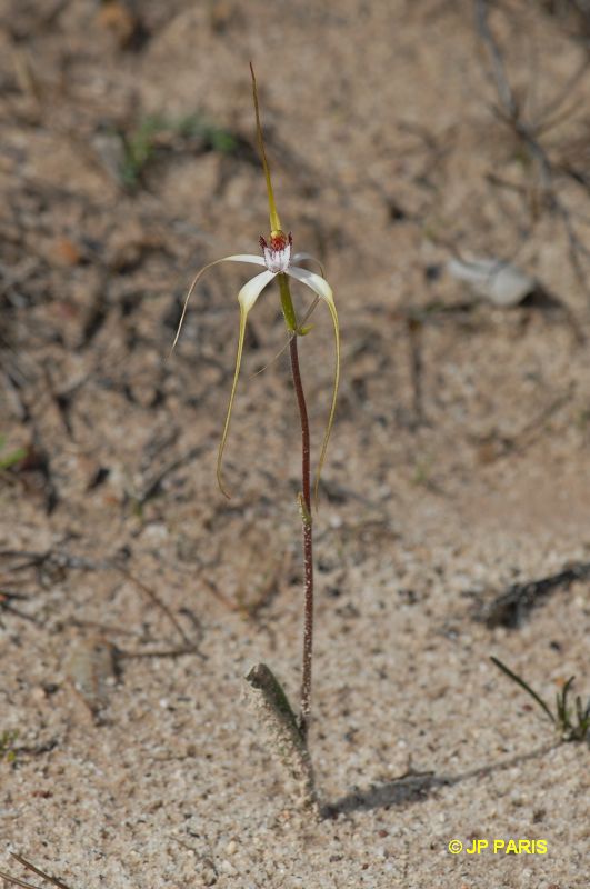 Caladenia longicauda