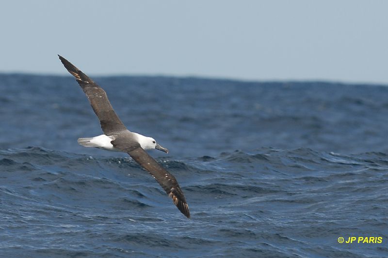 Albatros à nez jaune