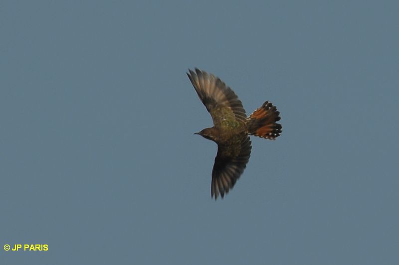 Horsfield's Bronze-Cuckoo