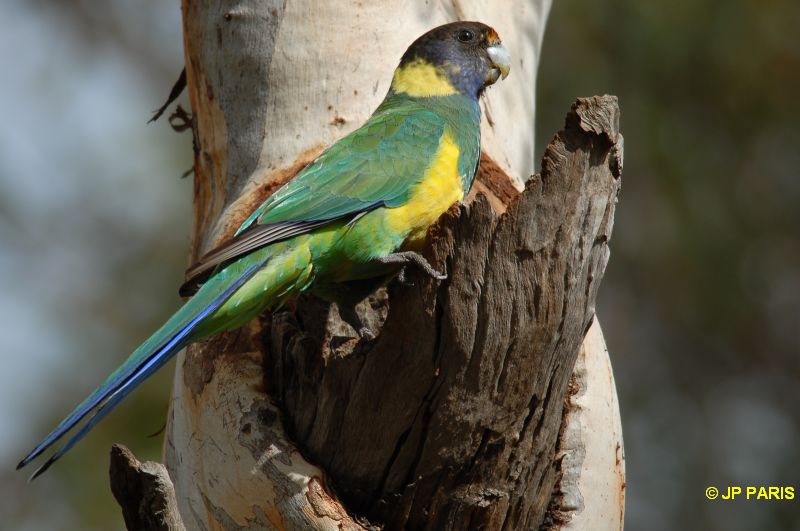 Port Lincoln Parrot
