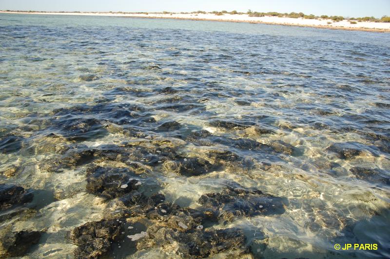 Stromatolite Hamelin Pool 